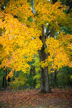 Autumn Yellow Foliage of Sugar Maple  in Clifty Creek Park, Southern Indiana