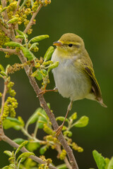 A wood warbler (Phylloscopus sibilatrix) perched