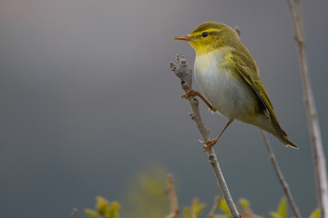 A wood warbler (Phylloscopus sibilatrix) perched