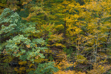 Fall Forest Foliage  in Clifty Creek Park, Southern Indiana
