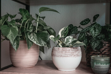 House plants on a wooden shelf.  Mini urban jungle with epipremnum and succulents plants.