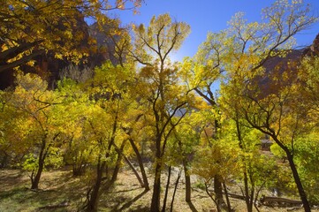 Fototapeta premium autumn in the park