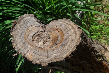 cut tree trunk