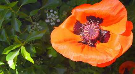 Orangerote, offene Mohnblume