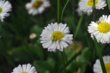 insect on a chamomile in the grass