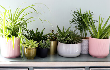 Obraz premium Home decor, home design, home decoration, plants banner.