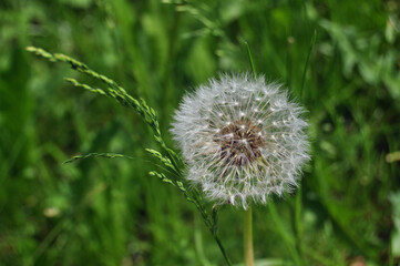 fluffy dandelion closeup in the grass