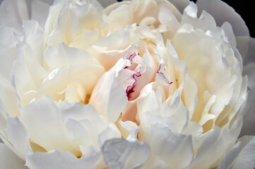 white peony flower close up