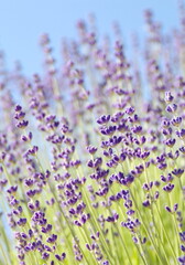 Fototapeta premium Field of Lavender, Lavandula angustifolia, Lavandula officinalis 