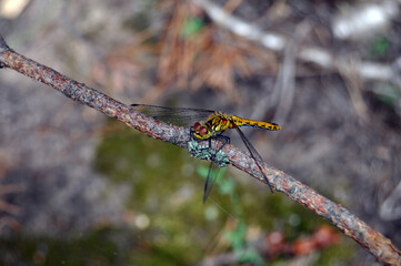 dragonfly on a branch of a tree