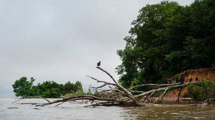 Fototapeta na wymiar A wake of Black Vultures perched on a lake shore in Eastern Oklahoma