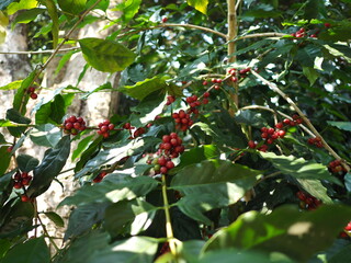 Coffee tree beans in the garden