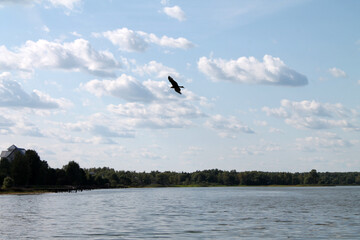 Obraz premium bird in the sky