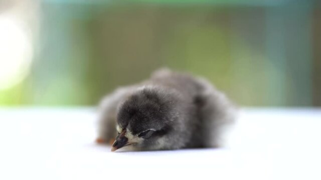 Black Baby Australorp Chick is going to sleep on white cloth cover the table with very blur background.
