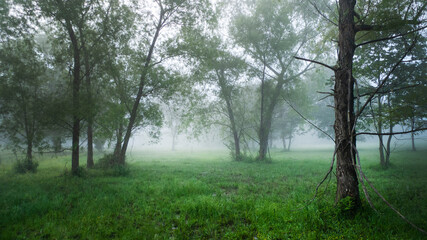 Fototapeta na wymiar Willow trees in a lush green meadow with beautiful fog in the blue hour.