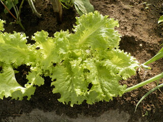 
Green salad grows in the country in the spring.