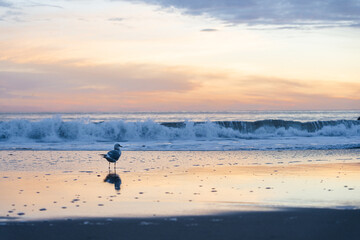 Blue and orange sunset in Santa Cruz city on the shore. A seagull stands on the background of waves on a sandy shore during sunset