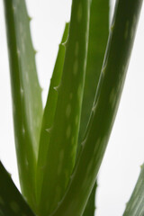 Fototapeta premium Portrait close up detail of aloe vera plant against white background