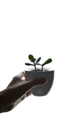 Fototapeta na wymiar Portrait photo of a hand holding a small money tree jade plant against a white background