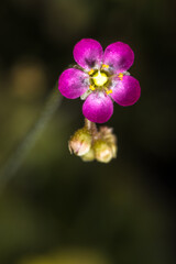 Flower of the Pink or Spathulate-leaved Sundew (Drosera capillaris)