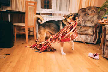 Funny Domestic Dog Tearing Apart A Blanket by Teeth. Disconcerted Dog by Mess In Apartment...