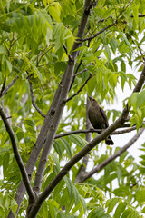 Brown-headed Cowbird A1R_3448