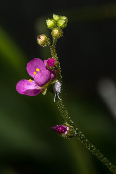 Flower of the Pink or Spathulate-leaved Sundew (Drosera capillaris)
