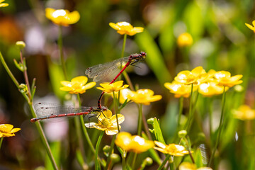 Close up of pair of red Dragon Flies, Pyrrhosoma nymphula,  mating on pond plant stem