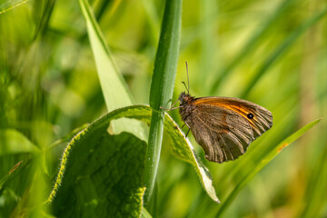 Close up of Meadow Brown Butterfly resting on green plant stem