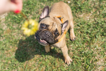 Fototapeta premium Fresh green grass close-up on a meadow in the sun. Selective focus. Summer concept
