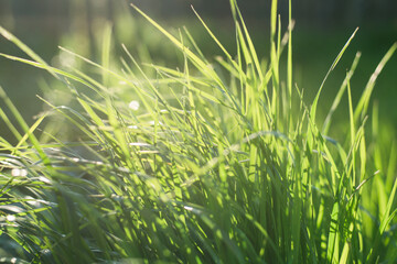 Fresh green grass close-up on a meadow in the sun. Selective focus. Summer concept