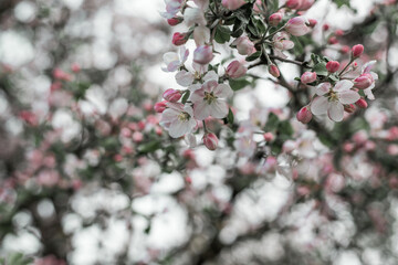 apple-tree flower Bright white illuminated by a bright ray of the spring sun and blue sky on a back background