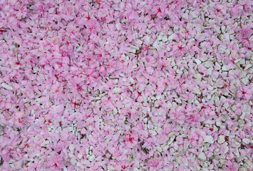 pink petals on the ground, white gravel.