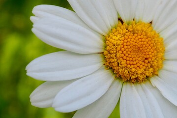 close up of chamomile flower 