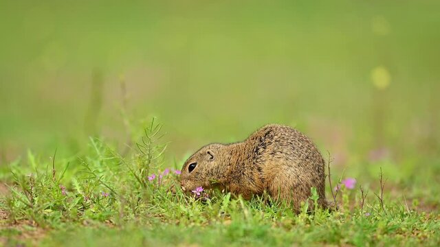 Ground squirrel, wildlife, natural environment, close up, detail, Spermophilus citellus