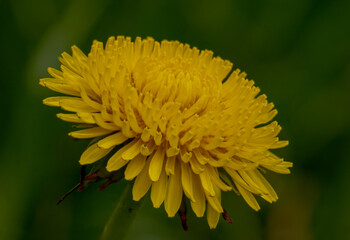 Yellow dandelions on the green field closeup