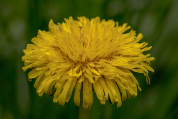 Yellow dandelions on the green field closeup