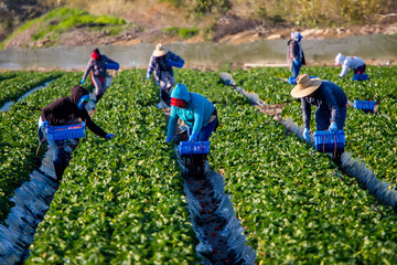 Migrant Field Workers in colorful clothes in a strawberry field