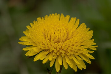 Yellow dandelions on the green field closeup