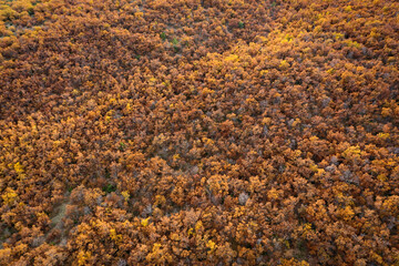 automne
feuille
arbre
couleur
jaune
montagne
forêt
vue
ciel
drone
nature
chute
nature