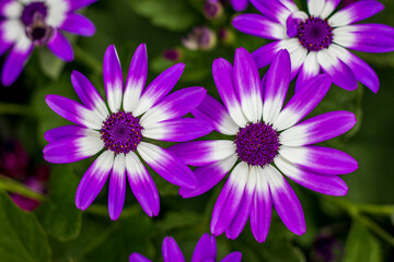 Fototapeta premium Beautiful flowers.