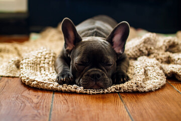 Junger schwarzer französischer Bulldoggen-Hundewelpe, der zu Hause schläft.