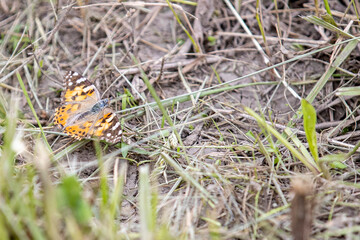 Painted Lady A1R_3414