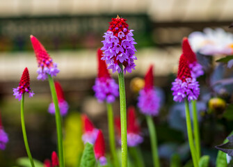 Fototapeta premium Beautiful flowers.