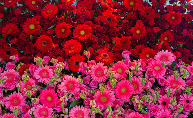 Pared de flores de color rosa y rojo
