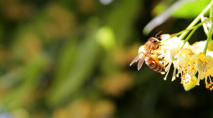 
A workaholic bee collects nectar from acacia and linden flowers in spring.
