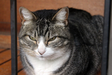 This cat has deep thoughts 