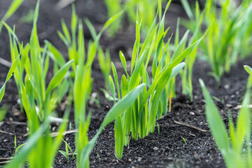 Growing Young Green Corn Seedling Sprouts in Cultivated Agricultural Farm Field, Selective Focus with Shallow Depth of Field