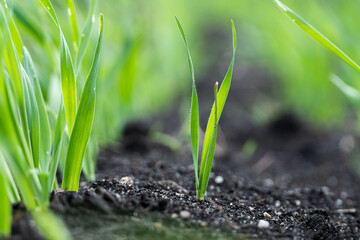Growing Young Green Corn Seedling Sprout in Cultivated Agricultural Farm Field, Selective Focus with Shallow Depth of Field