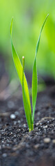 Growing Young Green Corn Seedling Sprout in Cultivated Agricultural Farm Field, Selective Focus with Shallow Depth of Field. Vertical banner.